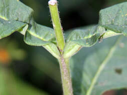 Triosteum aurantiacum E. P. Bickn. resmi