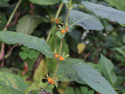 Image of orangefruit horse-gentian