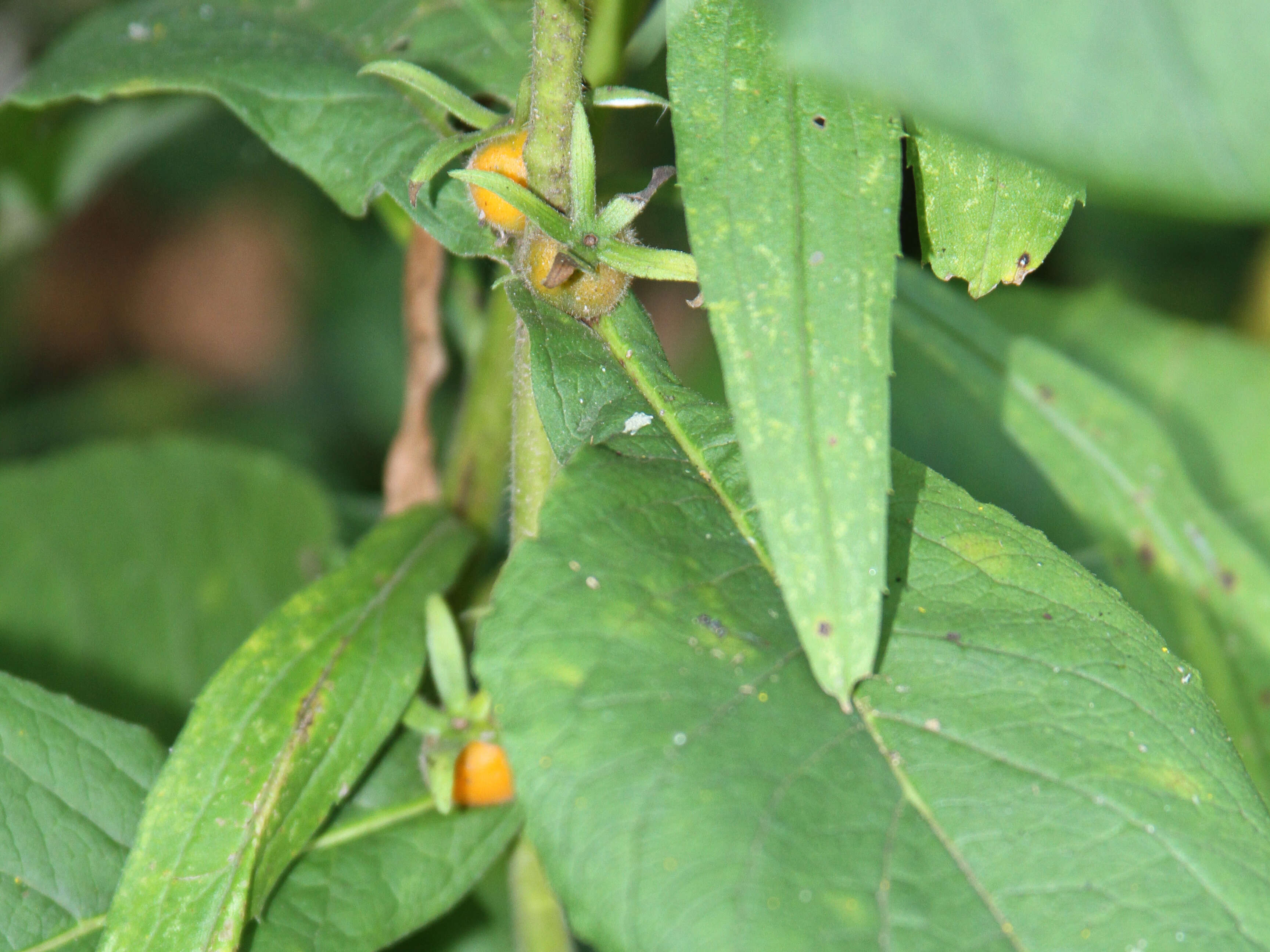 Image of orangefruit horse-gentian