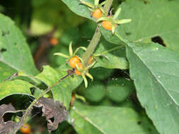 Triosteum aurantiacum E. P. Bickn. resmi