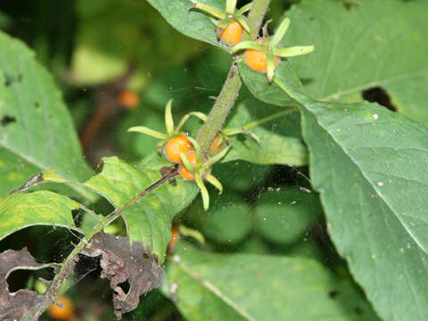 Triosteum aurantiacum E. P. Bickn. resmi