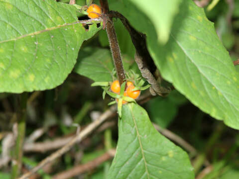 Triosteum aurantiacum E. P. Bickn. resmi