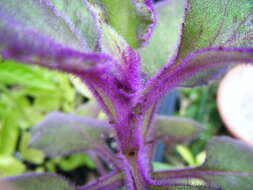 Image of velvetplant