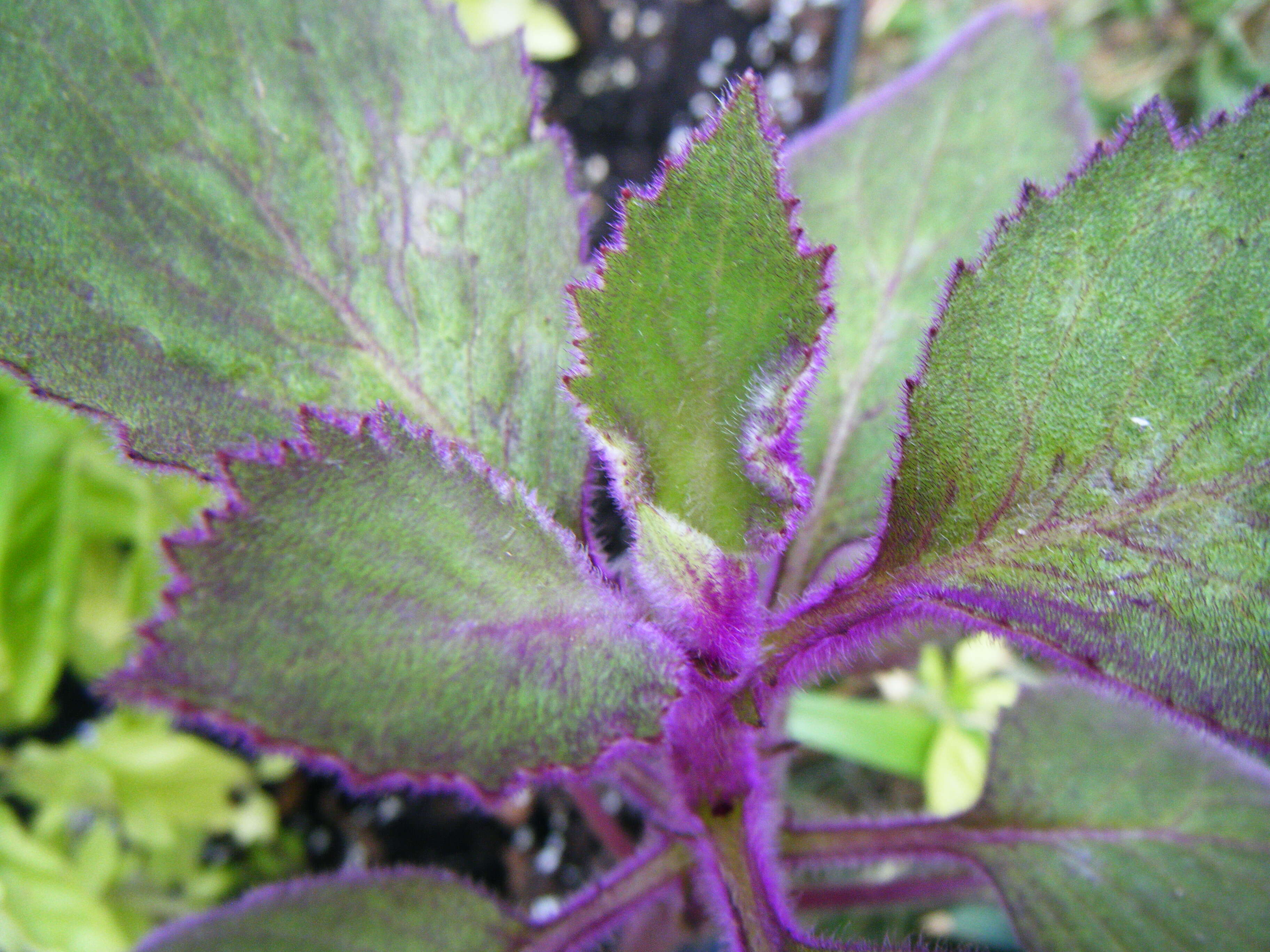 Image of velvetplant