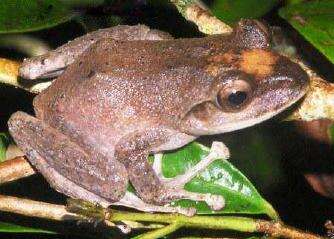 Image of Fiji Tree Frog