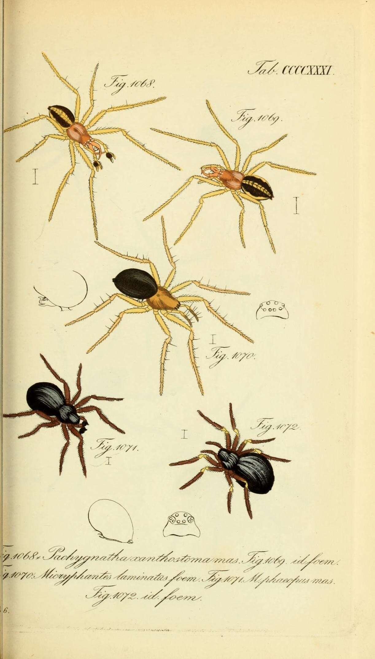 Image of Kaestneria dorsalis (Wider 1834)