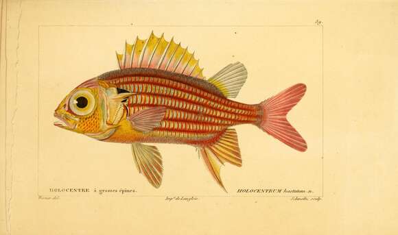 Image of Red Soldierfish