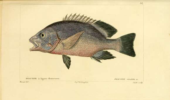 Image of Blubberlip snapper