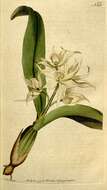 Слика од Prosthechea cochleata (L.) W. E. Higgins