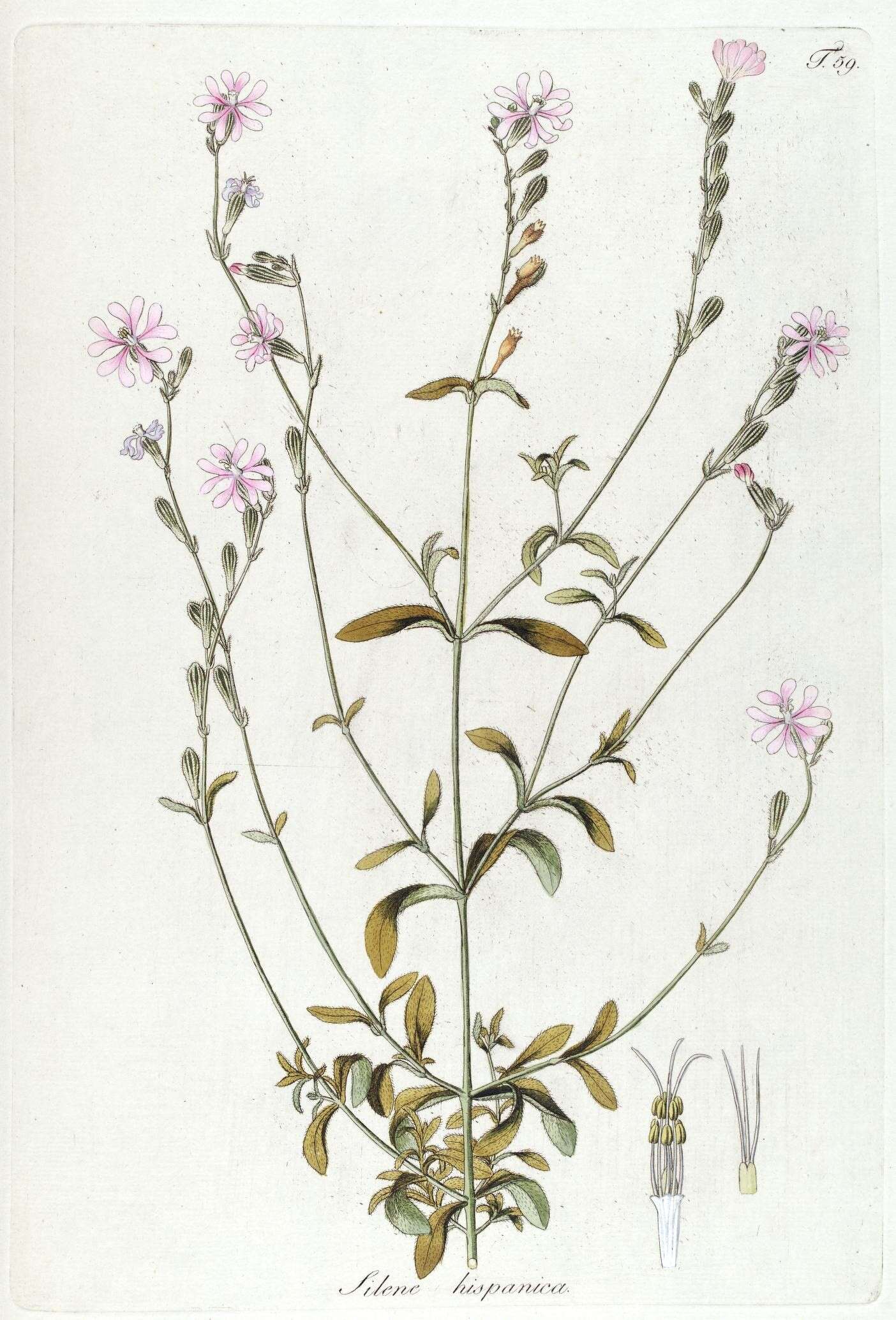 Image of Catchfly