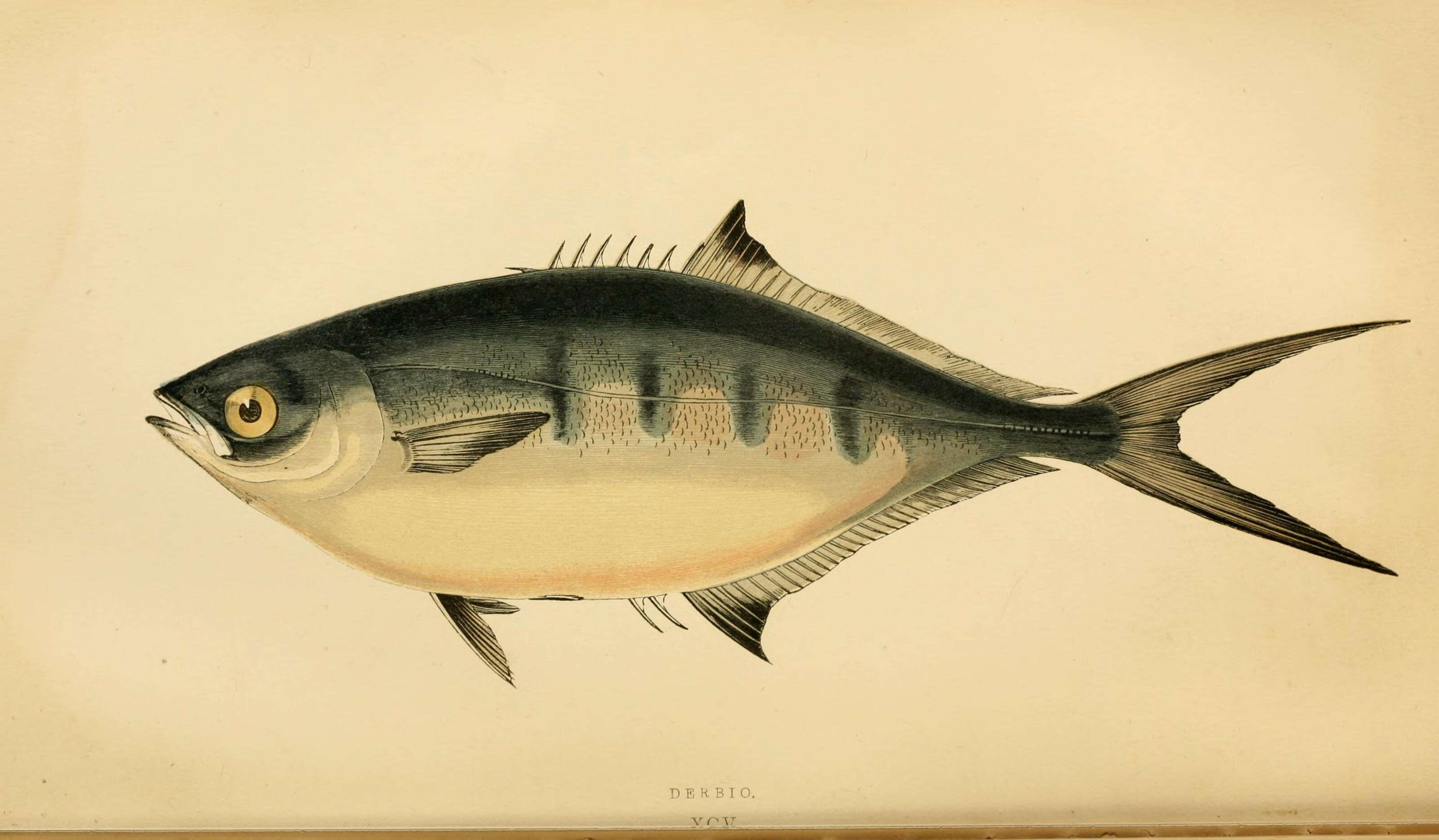 Imagem de Trachinotus ovatus (Linnaeus 1758)