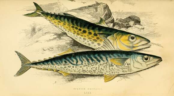 Image of Atlantic Chub Mackerel