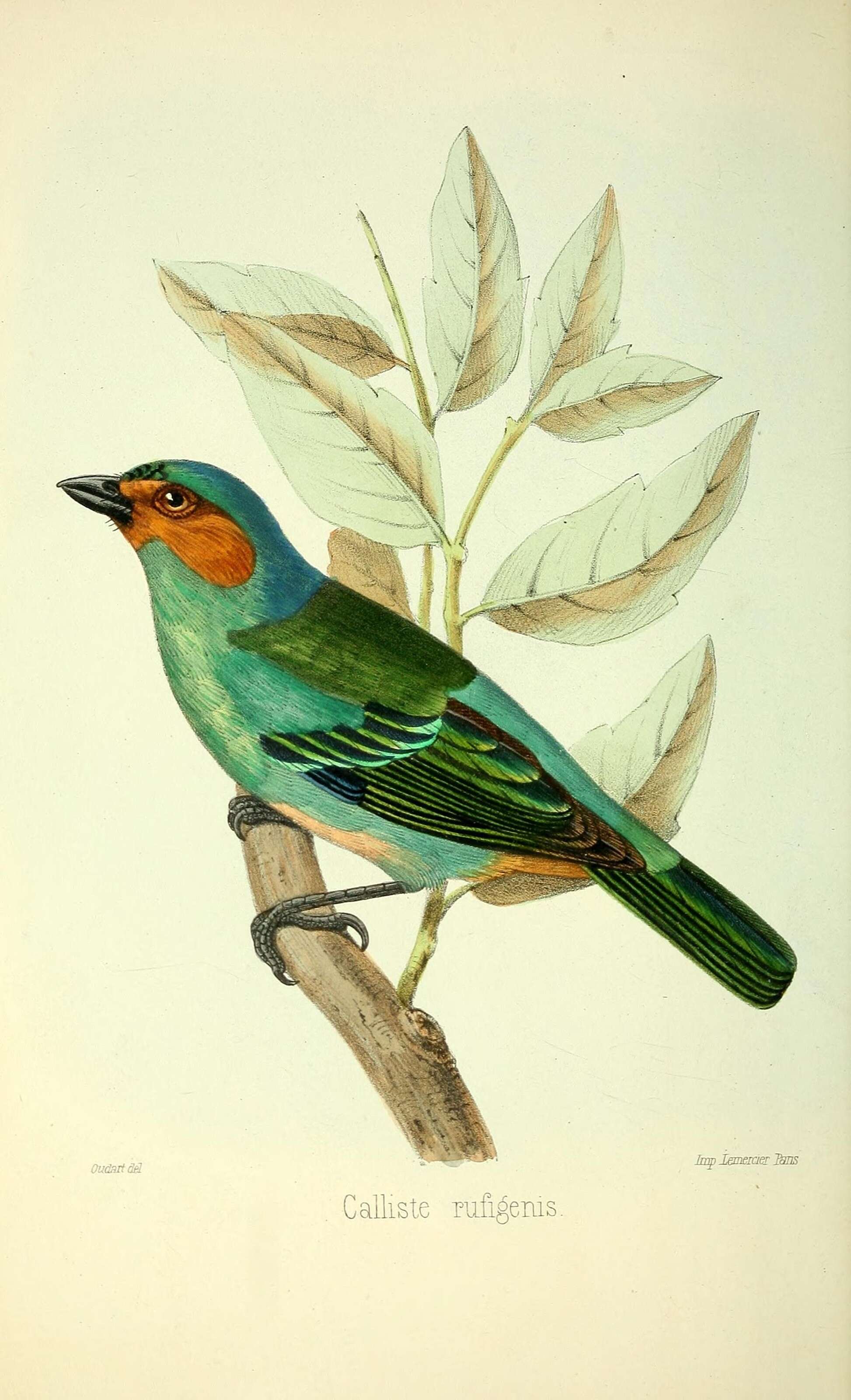 Image of Rufous-cheeked Tanager