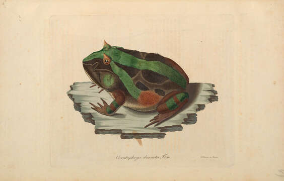 Imagem de Ceratophrys aurita (Raddi 1823)