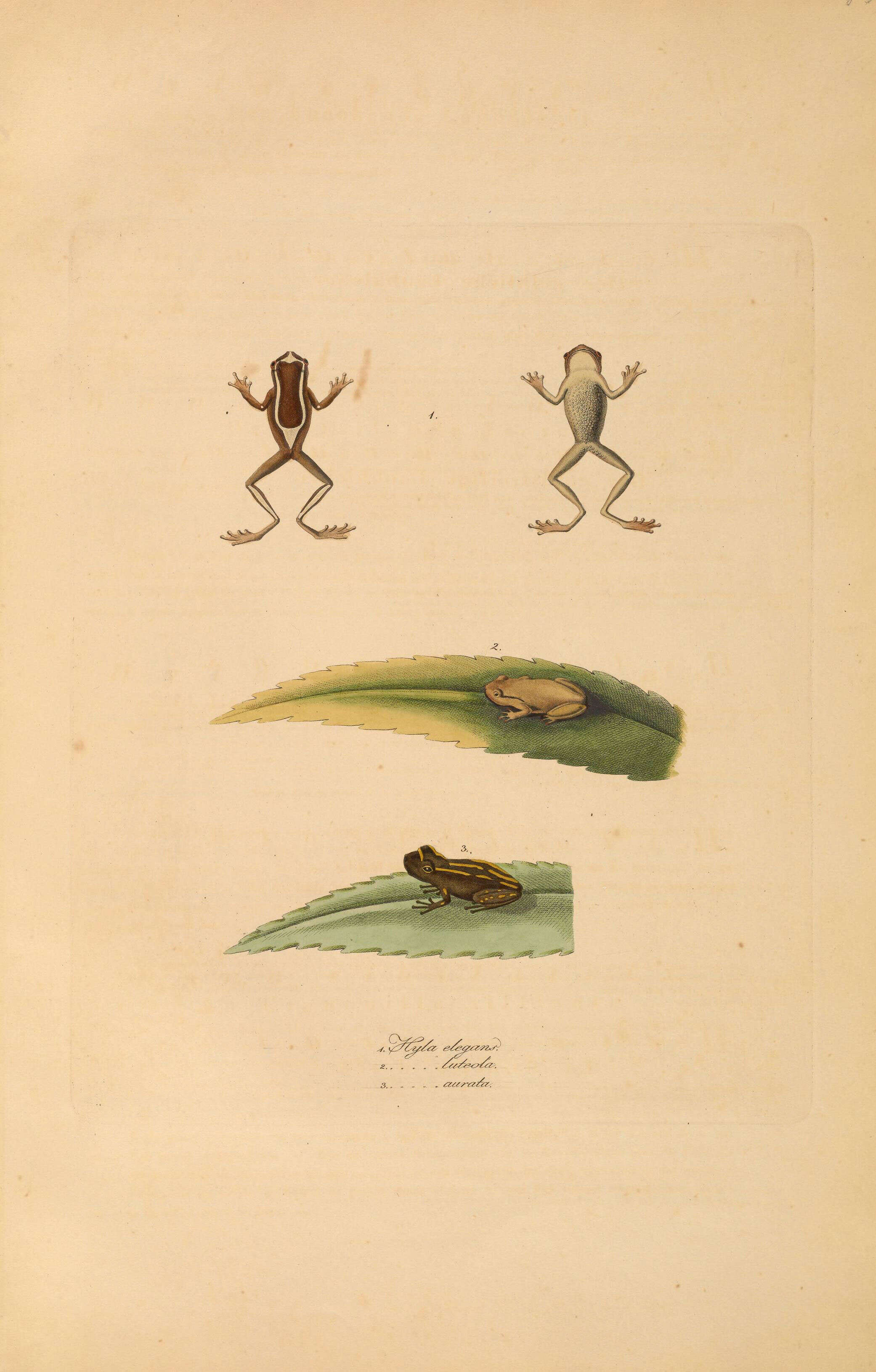 Image of Scinax auratus (Wied-Neuwied 1821)