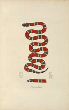 Image of Painted Coral Snake