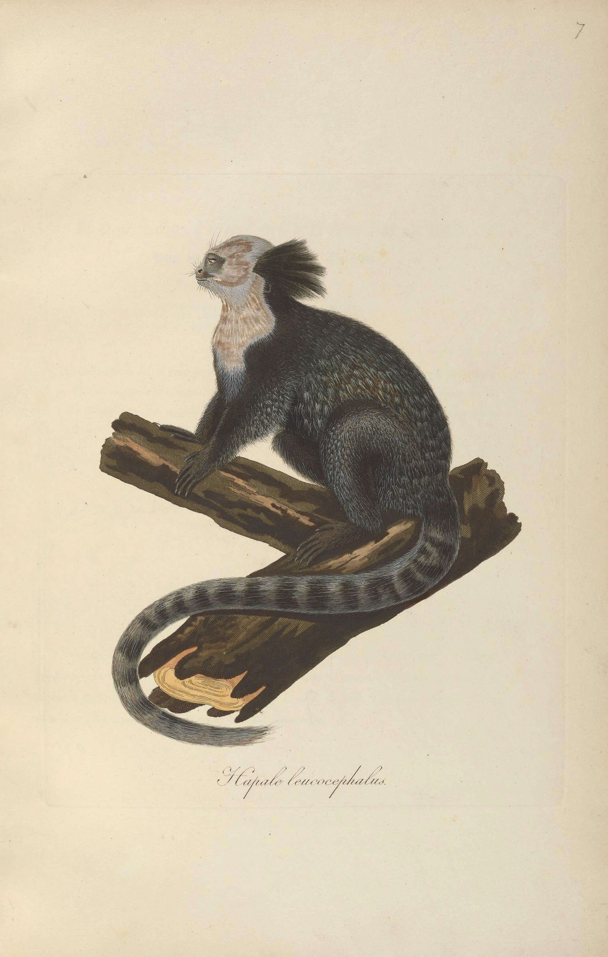 Image of Geoffroy's Marmoset