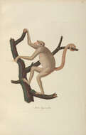 Image of Brachyteles Spix 1823