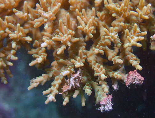 Image of Acropora granulosa (Milne Edwards 1860)