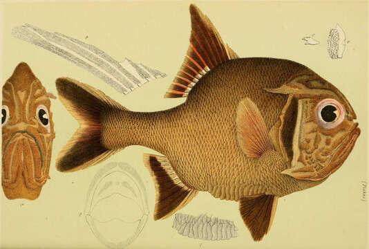 Image of Trachichthys