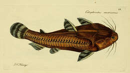 Imagem de Acanthodoras cataphractus (Linnaeus 1758)