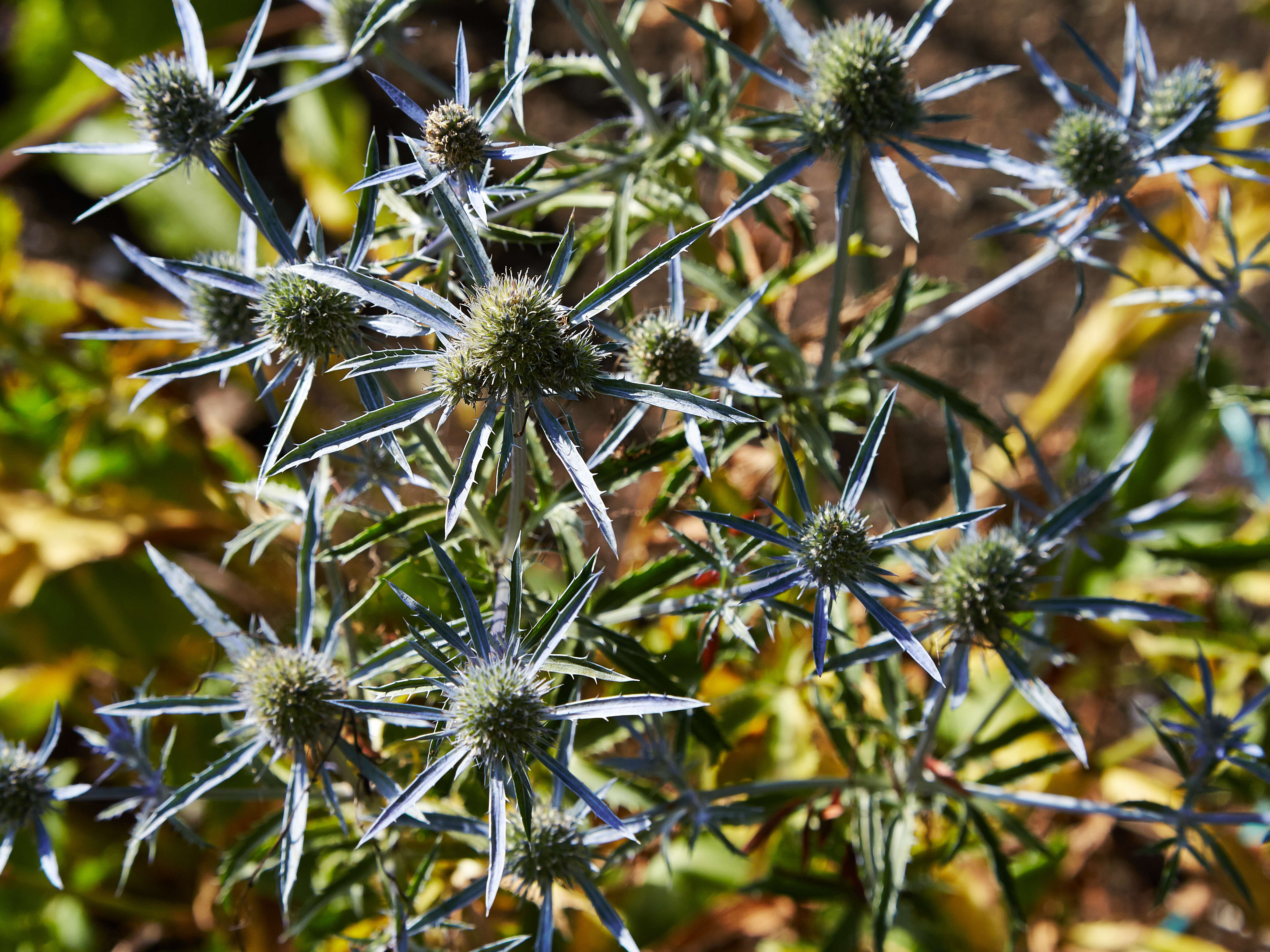 Image of amethyst eryngo