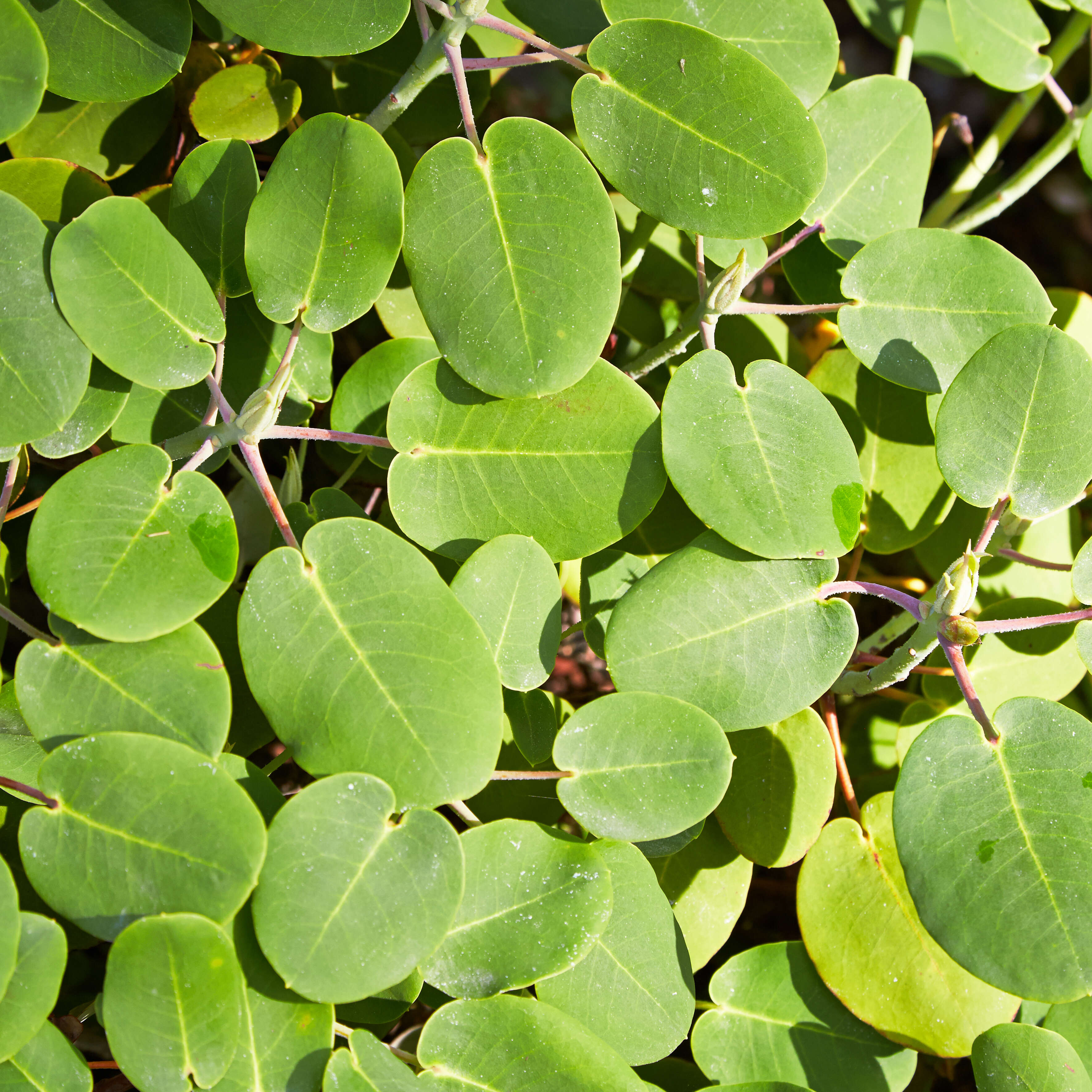 Image of Rhododendron orbiculare Decne.