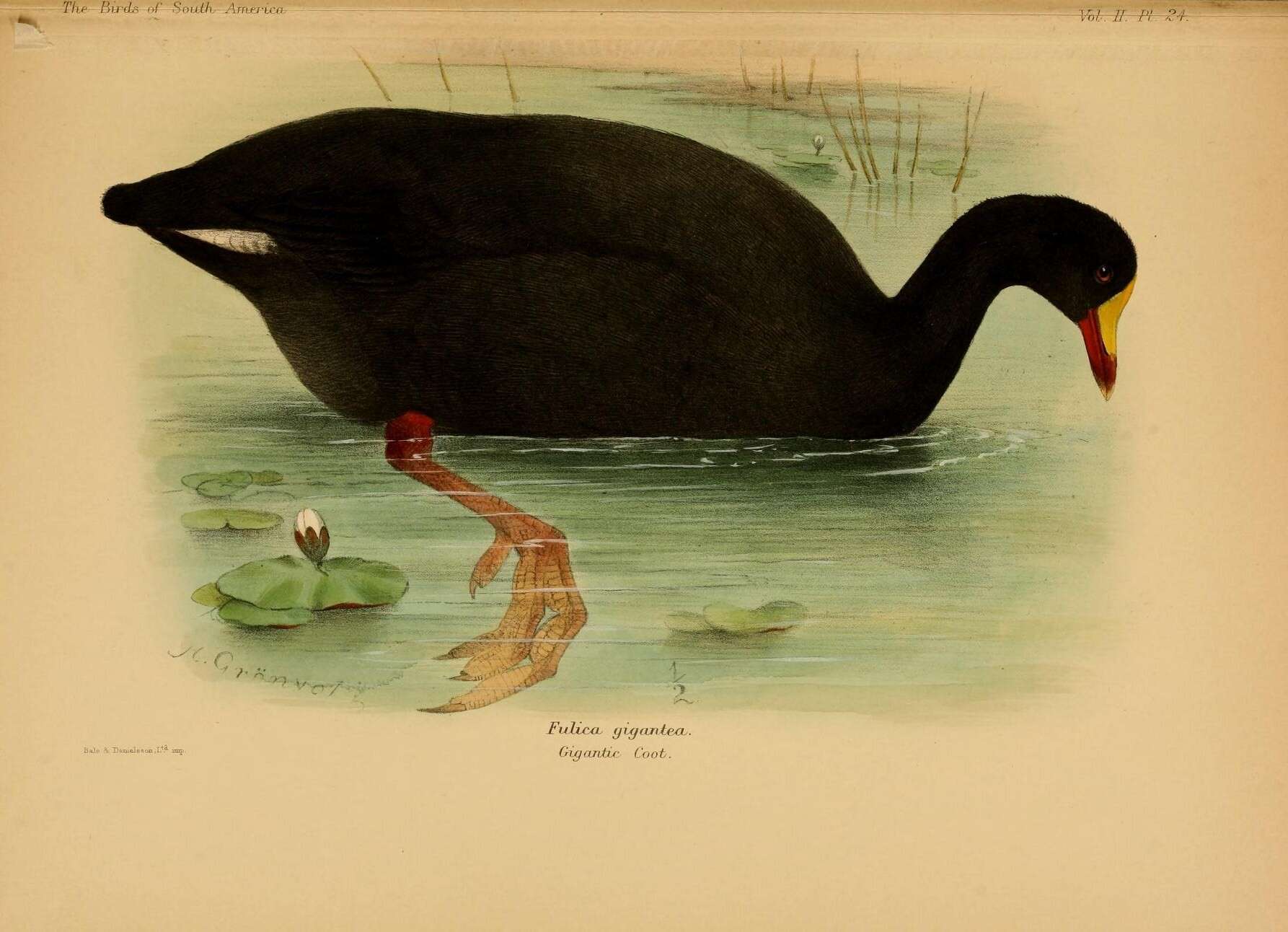 Image of Giant Coot