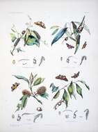 صورة Doratifera quadriguttata Walker 1855