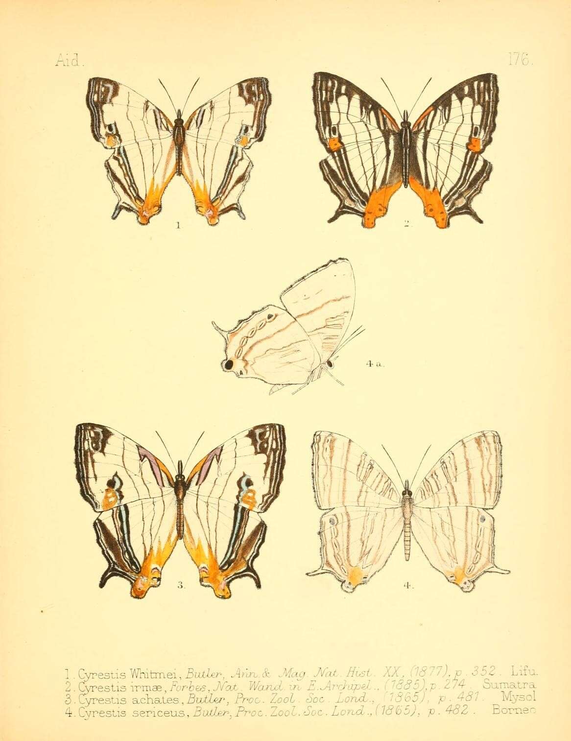 Image of Cyrestis achates Butler 1865