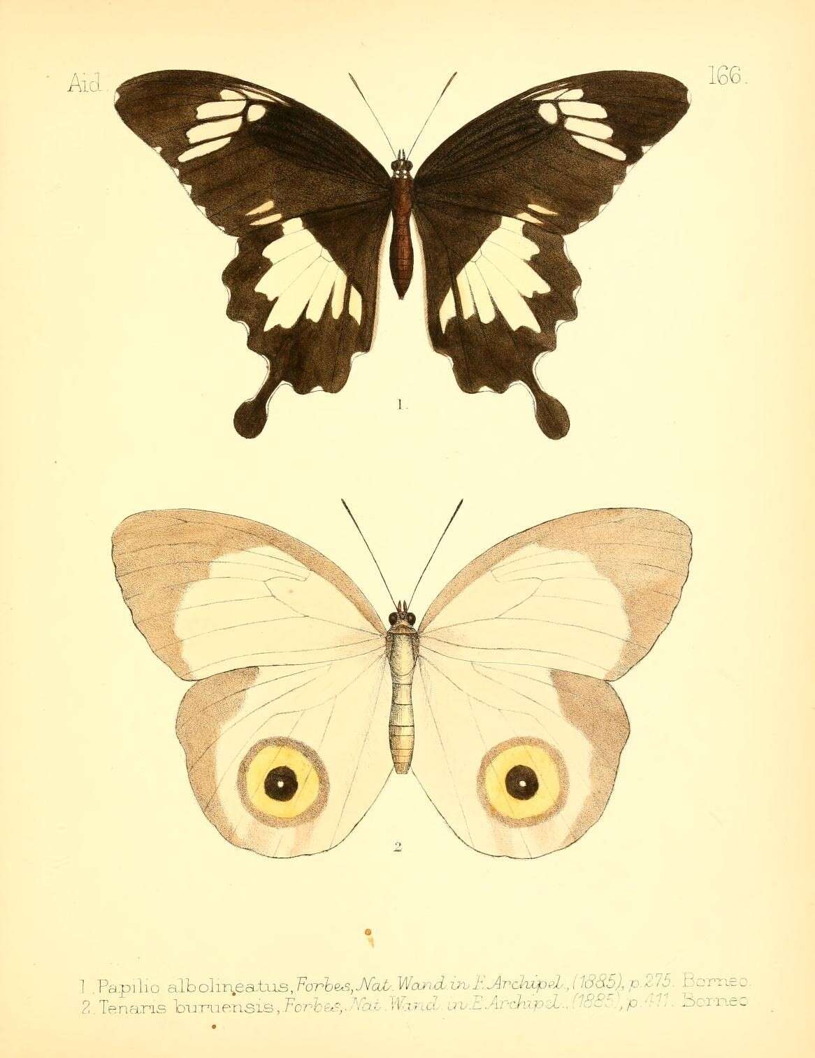 Image of Taenaris selene Westwood (1851)