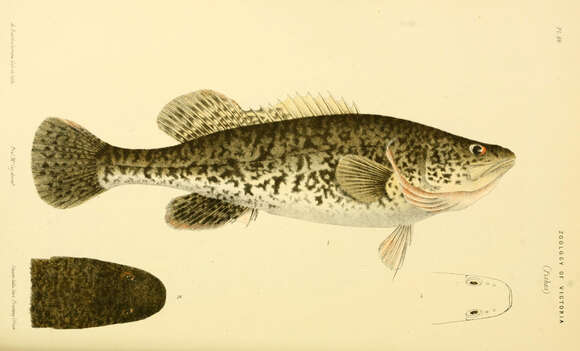 Image of Trout Cod