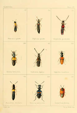 Siagonium quadricorne Kirby & Spence 1815 resmi