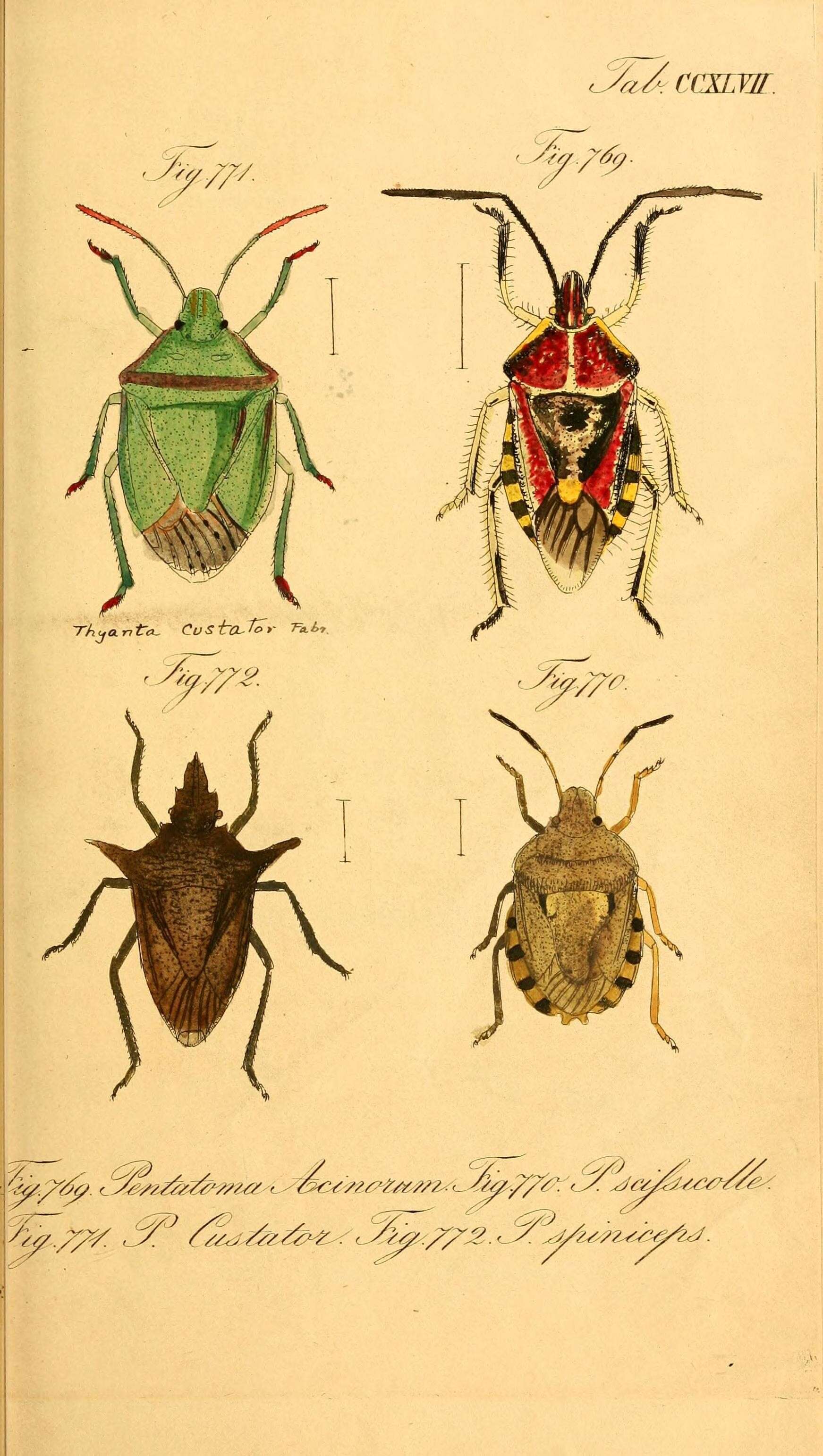 Image of stink bugs