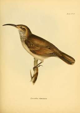 Image of Scale-throated Earthcreeper