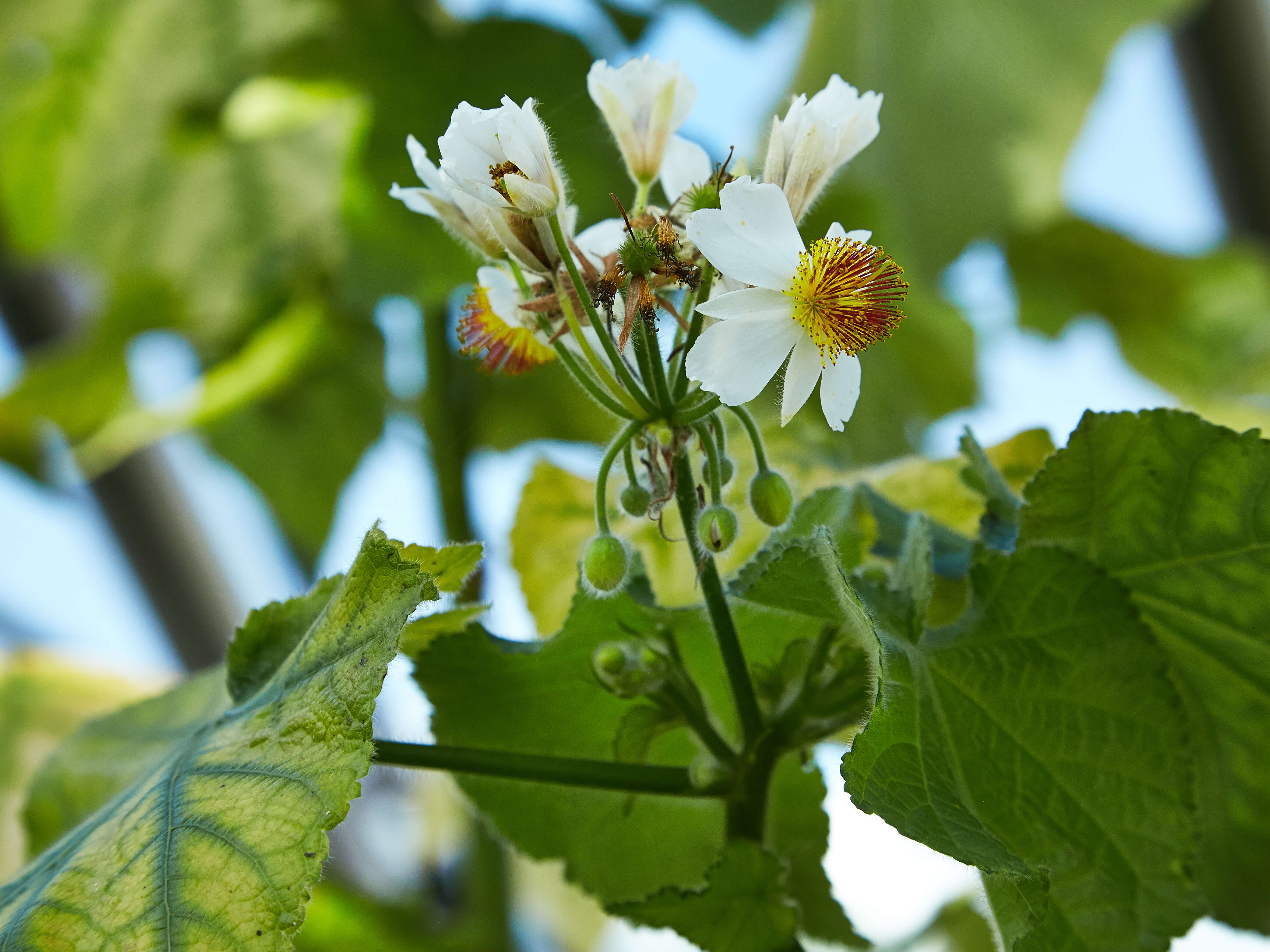 Sivun Sparrmannia africana L. fil. kuva