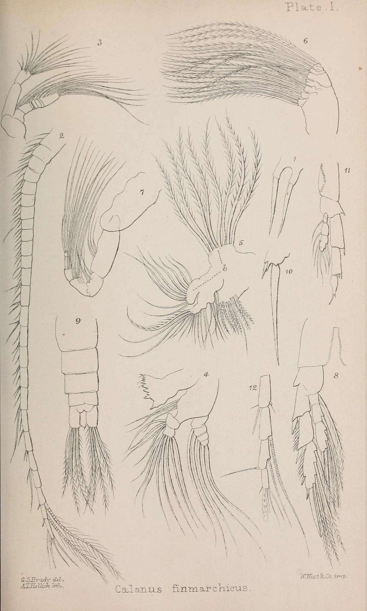 Image de Calanidae Dana 1849