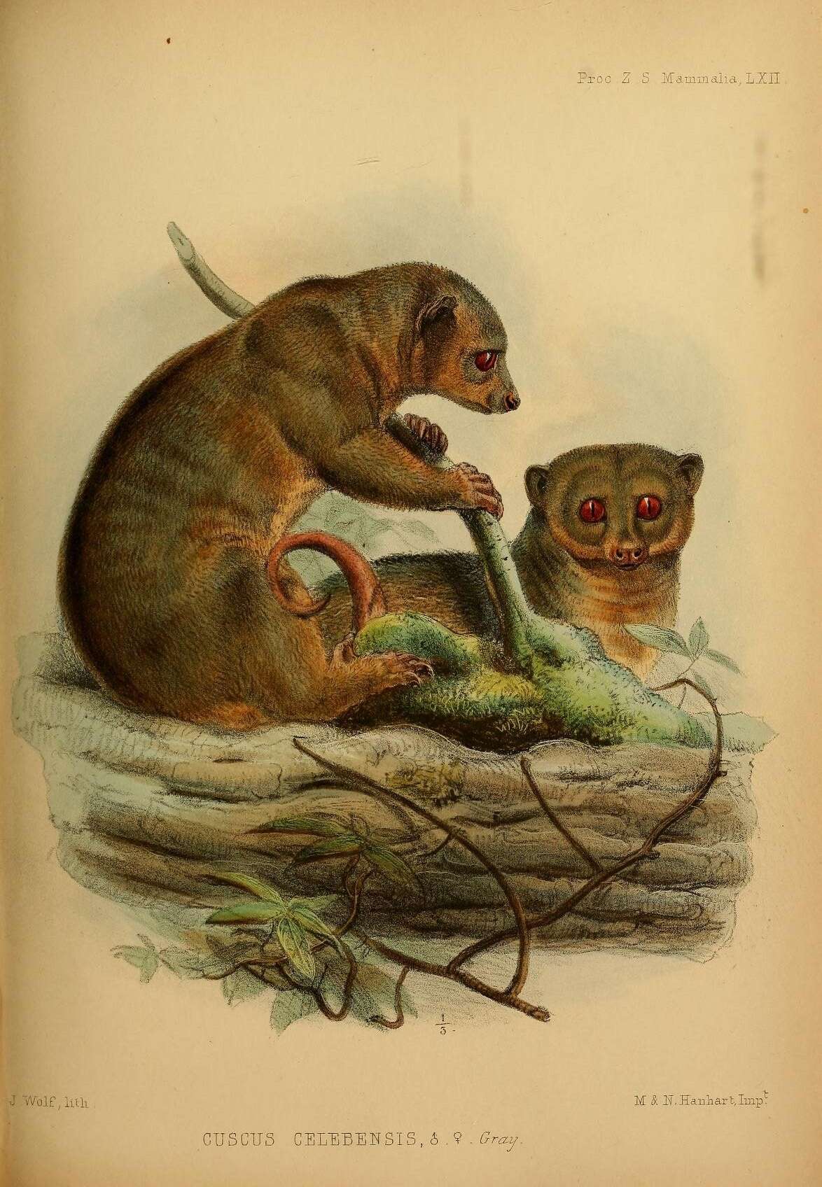 Image de Strigocuscus Gray 1861