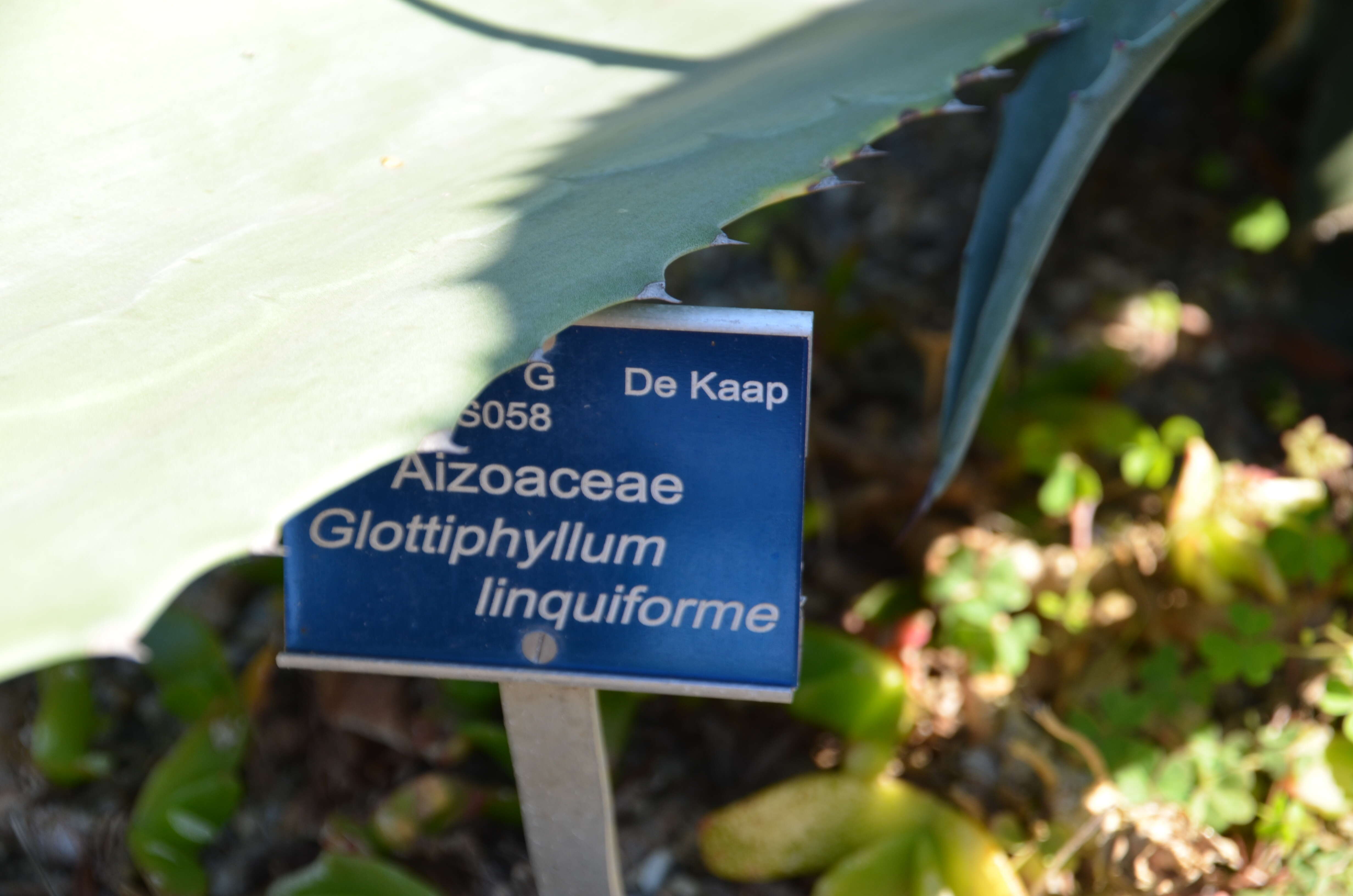 Image of Glottiphyllum linguiforme N. E. Br.