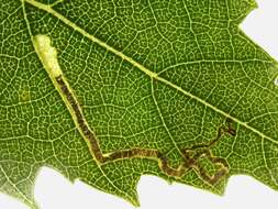 Image of Stigmella sakhalinella Puplesis 1984