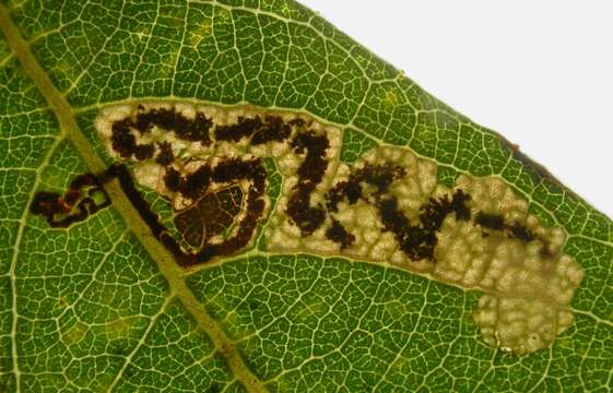 Image of Stigmella salicis (Stainton 1854) Fletcher et al. 1945