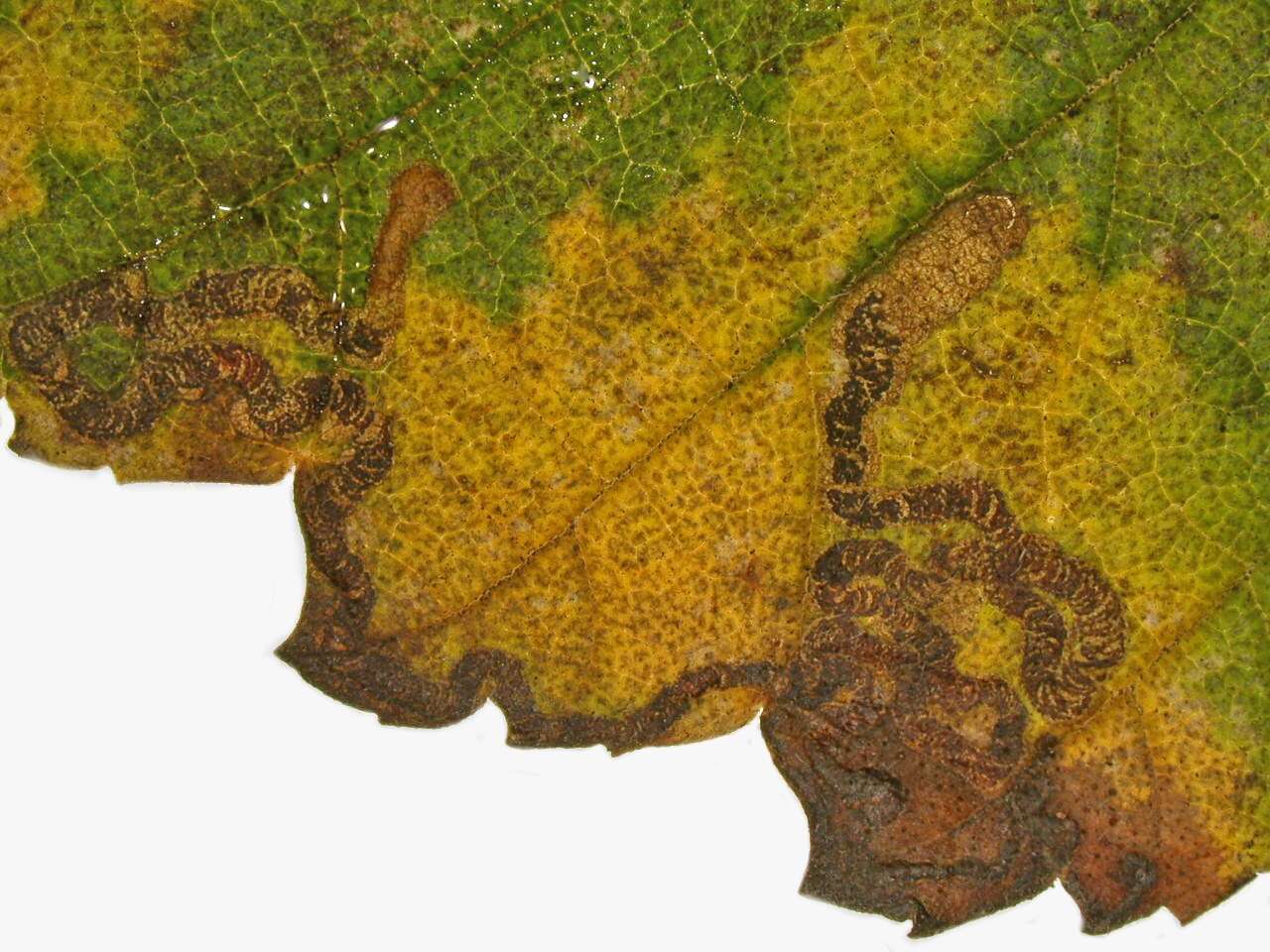 Image of Stigmella lemniscella (Zeller 1839) van Nieukerken 1986