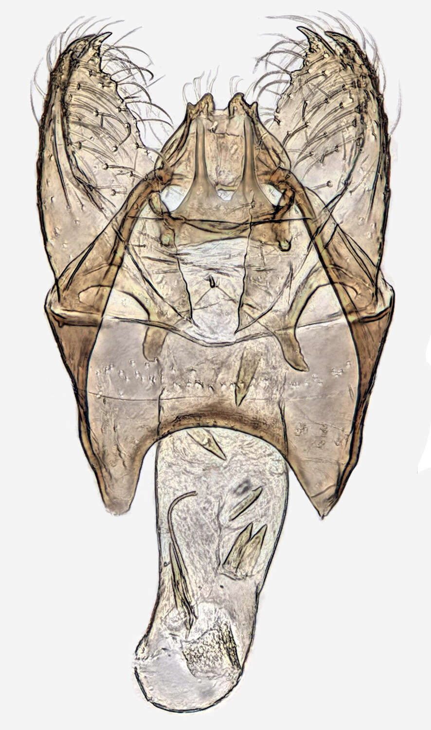 Image of Stigmella salicis (Stainton 1854) Fletcher et al. 1945