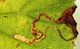 Image of Stigmella glutinosae (Stainton 1858) Beirne 1945