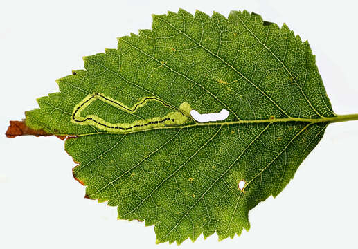 Image of Stigmella confusella (Wood & Walsingham 1894) Vári 1944