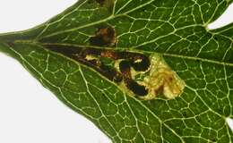 Image of Stigmella perpygmaeella (Doubleday 1859) Karsholt et al. 1976