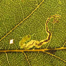 Stigmella atricapitella (Haworth 1828) Beirne 1945的圖片