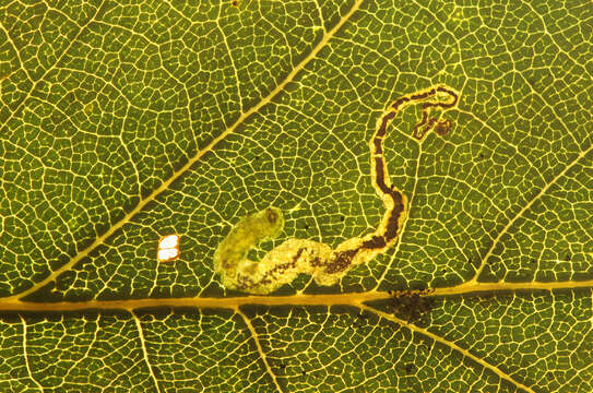 Imagem de Stigmella atricapitella (Haworth 1828) Beirne 1945