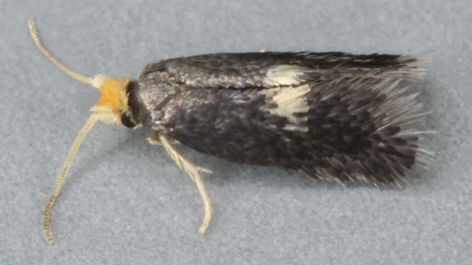 Image of Ectoedemia intimella (Zeller 1848) Bradley et al. 1972