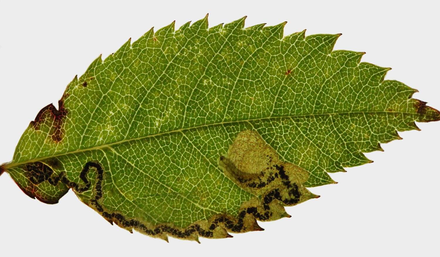 Image of Ectoedemia angulifasciella (Stainton 1849) Bradley et al. 1972